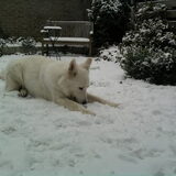 Foto van Chocomelk van Jessy & Storm en ***Blondie & Tara***