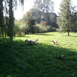 Foto van Chocomelk van Jessy & Storm en ***Blondie & Tara***