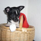 Ayko in kerststemming