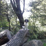 Hoog in en tussen de bomen:D.