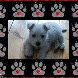 Amy als puppy.