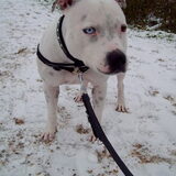 Foto van Claudia, Andor en Deamon