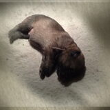 Igor, 1 weekje