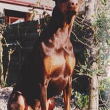 Benji mooiste en liefste hond die we gehad hebben