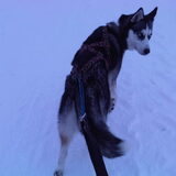 Hardlopen (wandelen) samen door de sneeuw