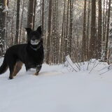 een wandeling om nooit te vergeten wat een mooi sneeuwwinterbos