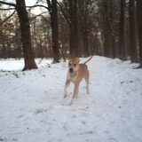 Foto van lilly