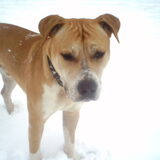 Foto van lilly