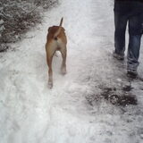Foto van lilly
