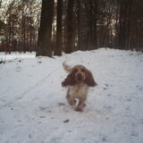 Foto van lilly