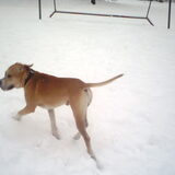 Foto van lilly