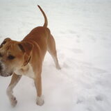 Foto van lilly