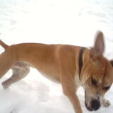 Foto van lilly