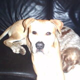 Foto van lilly