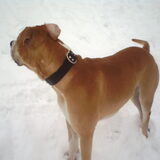 Foto van lilly