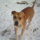 Foto van lilly
