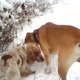 Foto van lilly