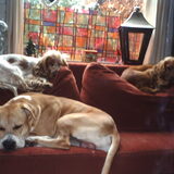 Foto van lilly