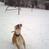 Foto van lilly
