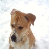 Foto van lilly