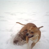 Foto van lilly