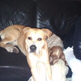 Foto van lilly