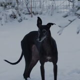 Pixie in de sneeuw