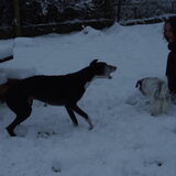 Wolf, Rune en het baasje in de sneeuw