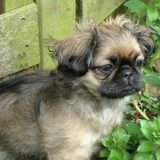 Als puppy, lekker alle planten plat stampen.