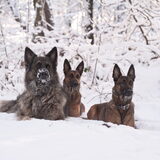 Foto van De Mecheltjes clan