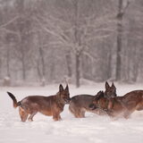 Foto van De Mecheltjes clan