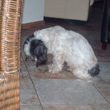 Foto van liesbeth,Turbo,Luna, Levi en Faith