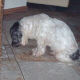 Foto van liesbeth,Turbo,Luna, Levi en Faith