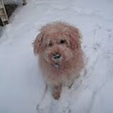 Foto van Chantal_*_Binky