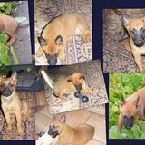 collage eros