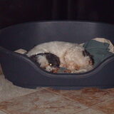 Foto van liesbeth,Turbo,Luna, Levi en Faith