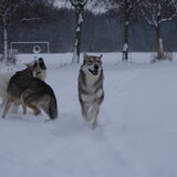 Foto van Leffe Saarlooswolfhond