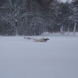 Foto van Leffe Saarlooswolfhond