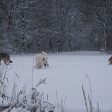 Foto van Leffe Saarlooswolfhond