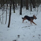Foto van liesbeth,Turbo,Luna, Levi en Faith