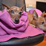 Foto van Duitse Pinscher