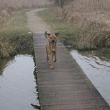 Spikey op de brug