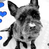 Spike 17 maart 1998 - 25 juli 2010 Lieve Spike, Bedankt voor 12 hele…