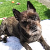 Odie - het broertje van Spike