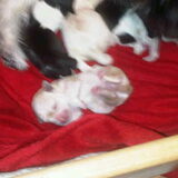 Diva's pups