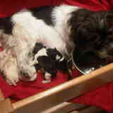 Diva's pups