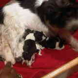 Diva's pups