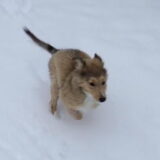 Rennen in de sneeuw