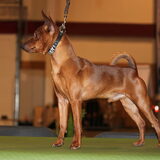 Onze Cody,die op 19 December Jeugt Belgiewinner werd. In Brussel 2010