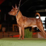 19 December heeft Cody 1 Uitmuntend behaald en beste REU geworden,En…